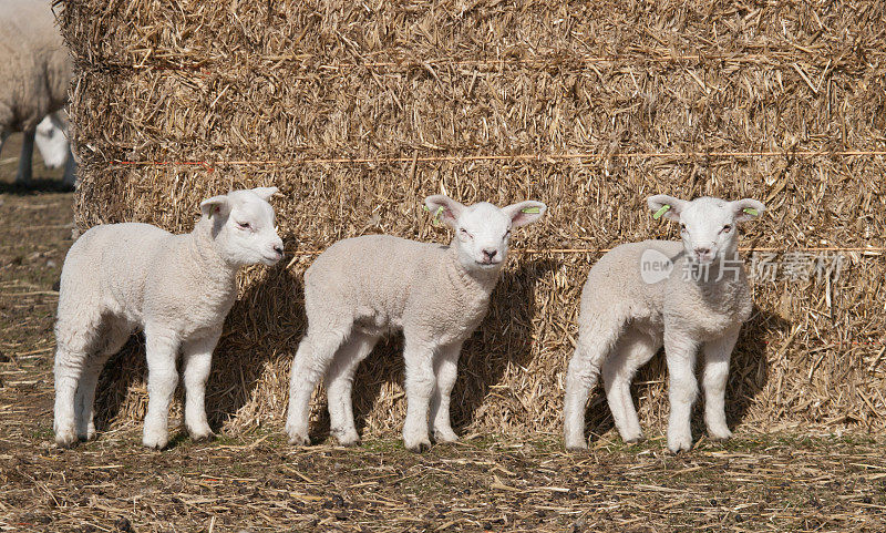 三个小羊羔