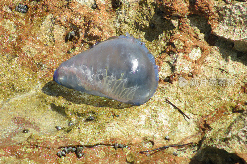 葡萄牙僧帽水母水母