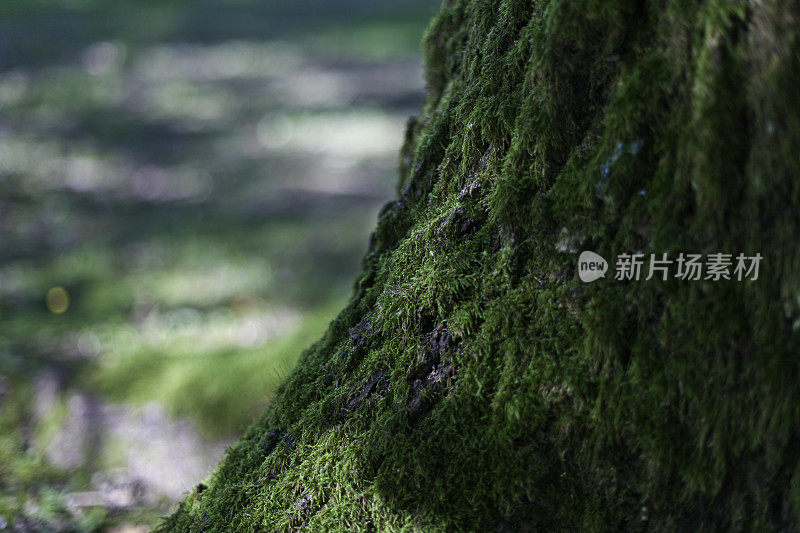 长满青苔的树干