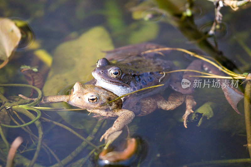 青蛙与蛤蟆