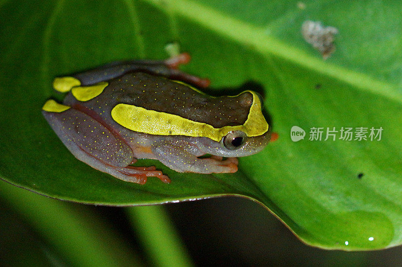 亚马逊河上游Treefrog