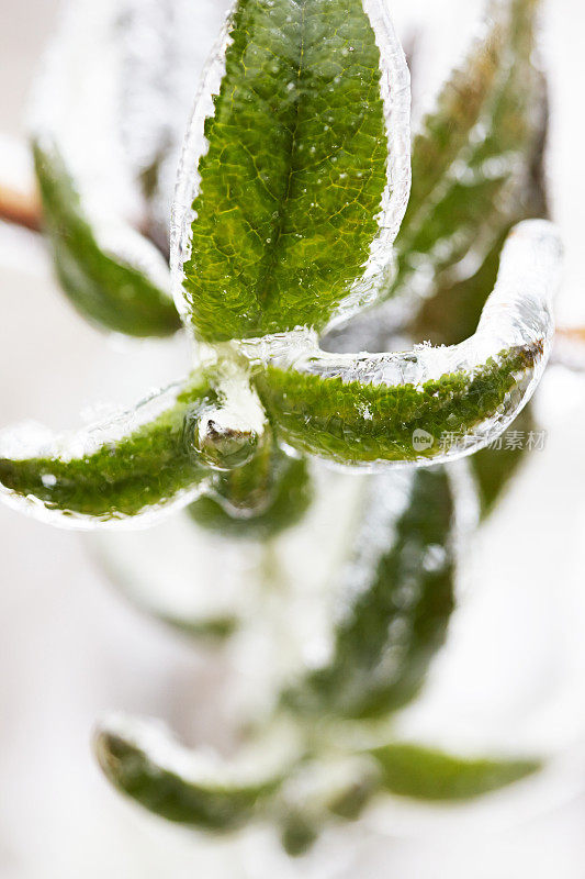 冬季冰冻植物
