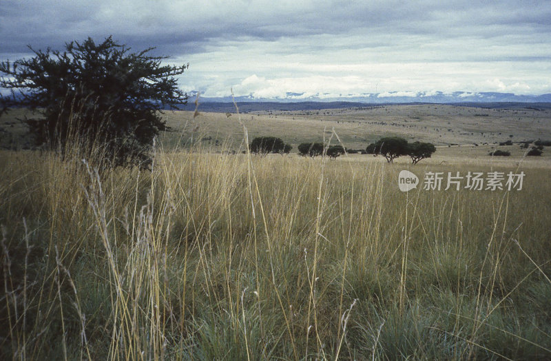 位于非洲阿卡格拉国家公园的东卢旺达热带草原