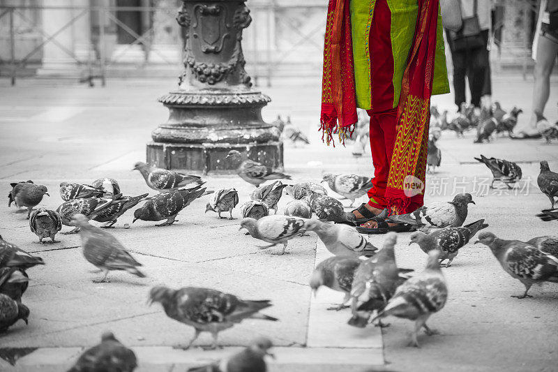 意大利威尼斯圣马克广场上的一群鸽子