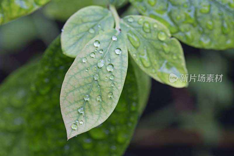 雨后的蓝莓叶子