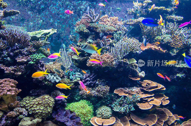水族馆里五颜六色的鱼和珊瑚