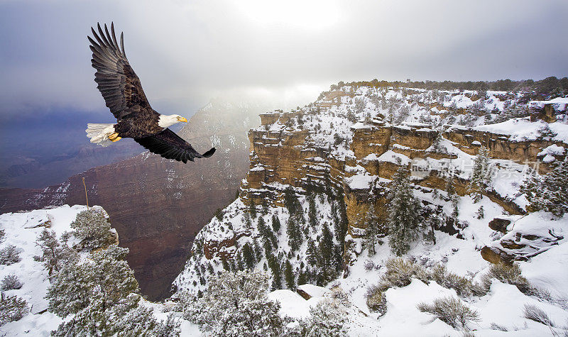 秃鹰在大峡谷上空飞翔