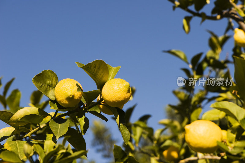 柠檬树。彩色图像