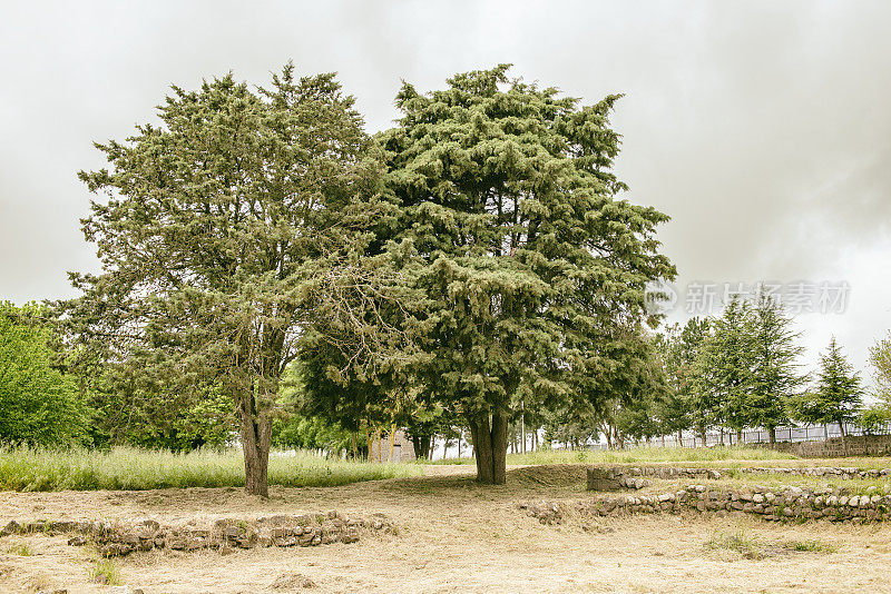 两棵松树的复古照片