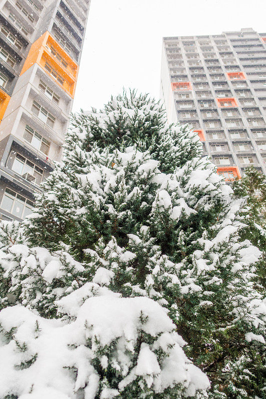 雪松