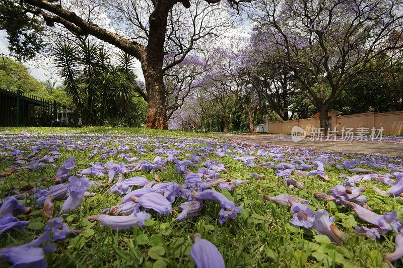 南非比勒陀利亚的Jacaranda大街