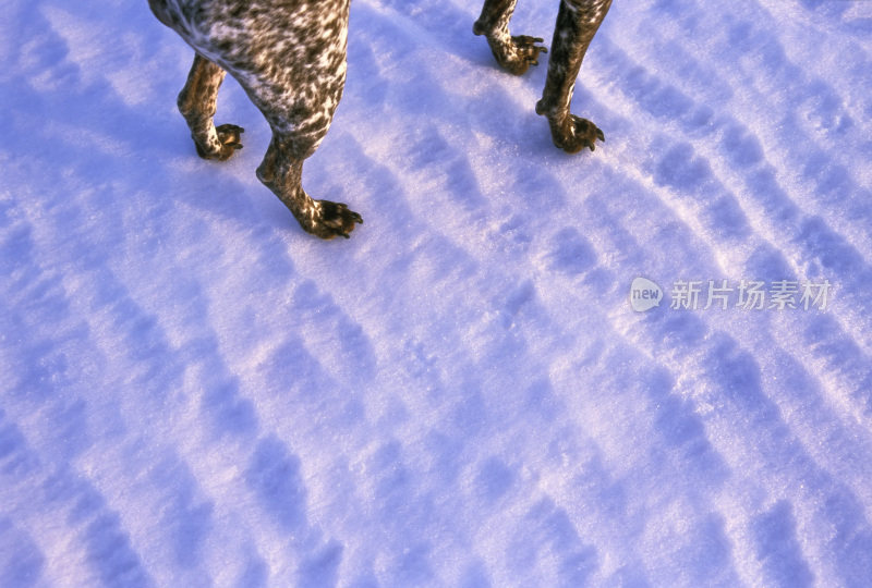 雪狗在温暖的光线下