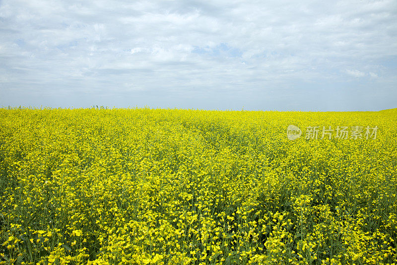 夏天黄色字段。