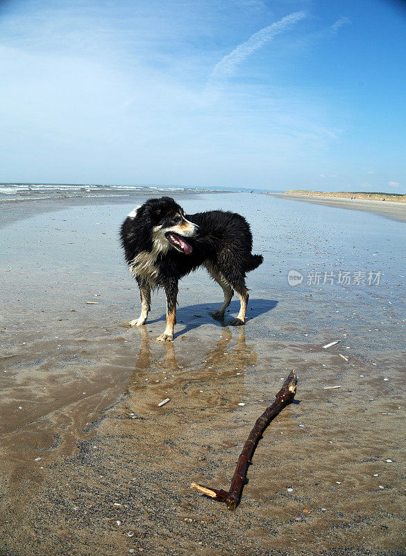 海岸上的边境牧羊犬