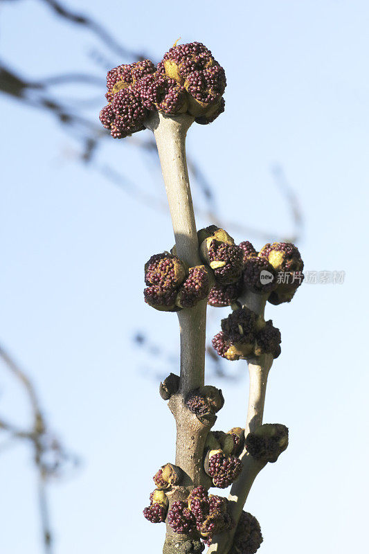 蓝天下盛开的白蜡树(白蜡树)