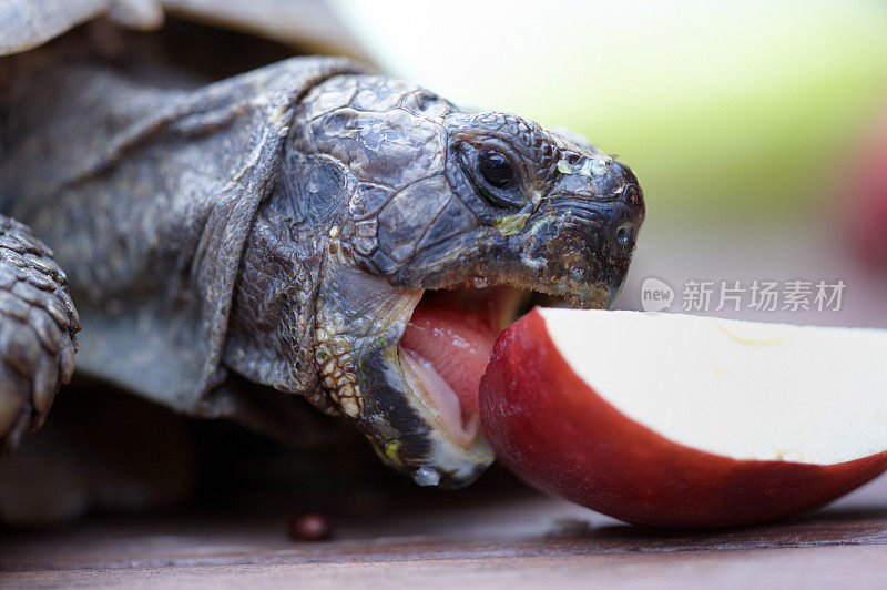 吃苹果的乌龟