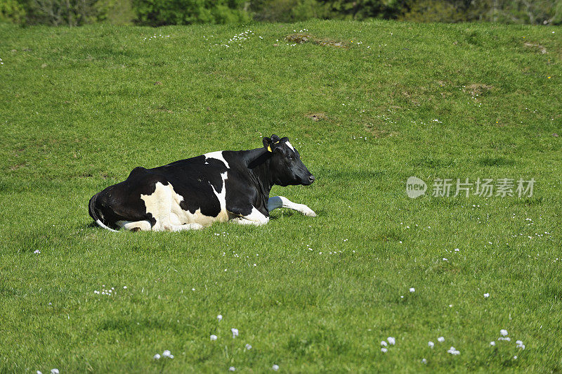 一只奶牛躺在田野里的苏格兰乡村景色