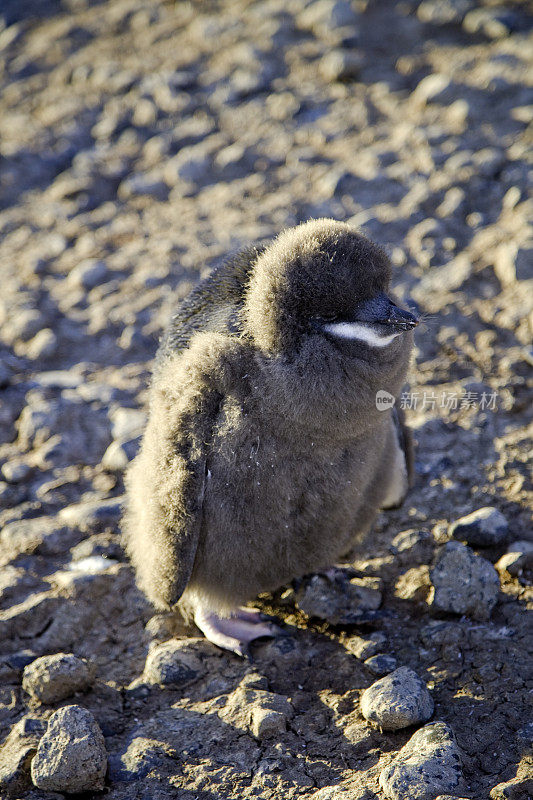 巴布亚企鹅宝宝