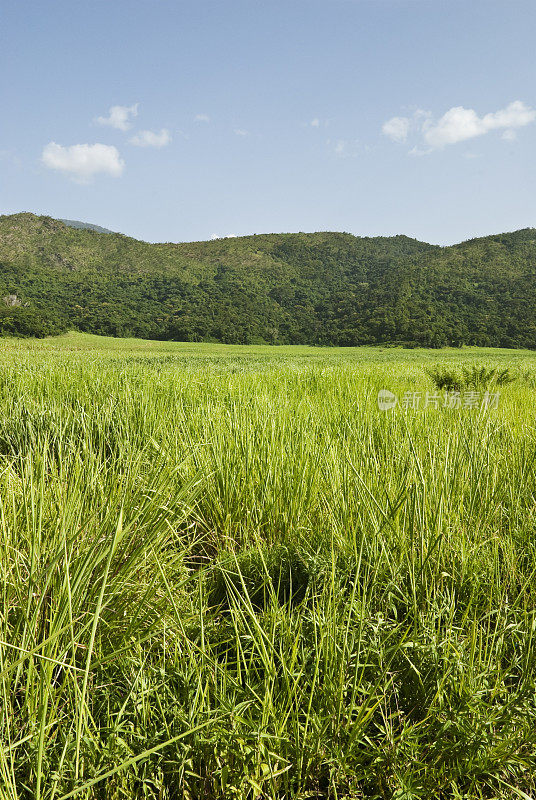 山和草