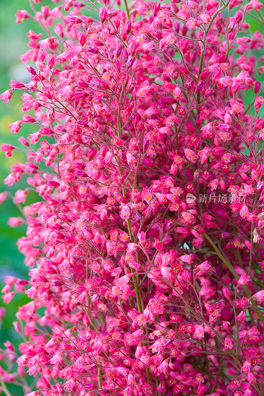 粉红色开花植物特写镜头