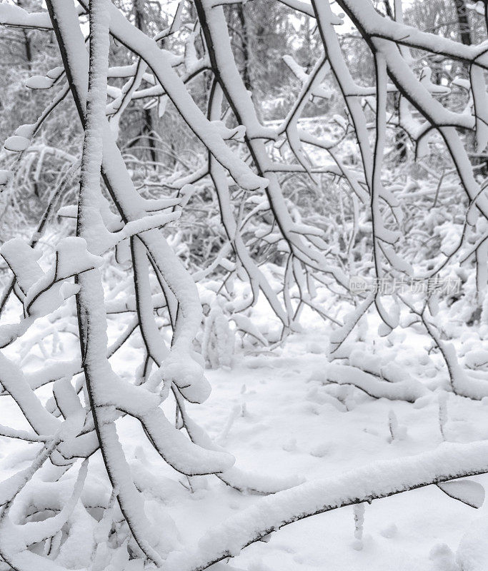 冬天的森林里下雪了