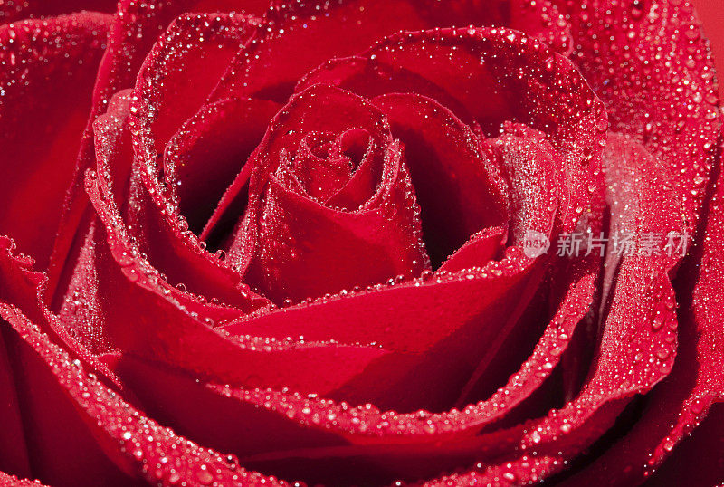 美丽的带露珠的红玫瑰。