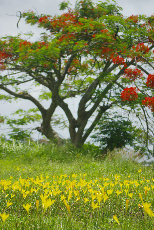 绿草，黄花，红花