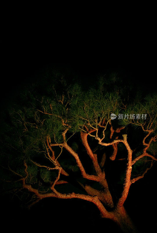 夜景照片中一棵怪异的树