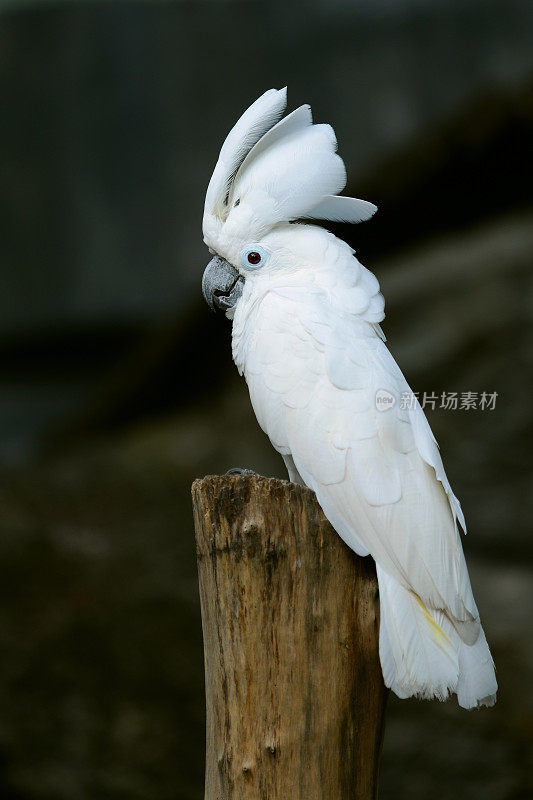 白色凤头鹦鹉鹦鹉鸟在木头上有美丽的羽冠