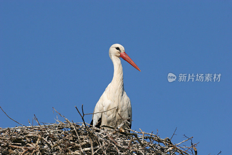 斯托奇