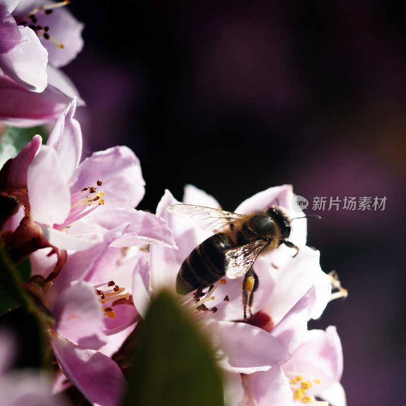 一只蜜蜂在粉红色花朵上采集花粉的特写图像