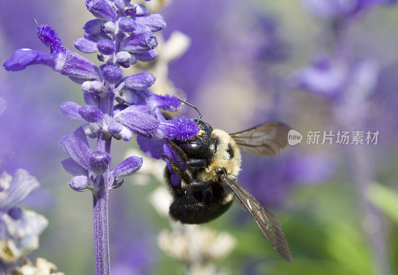 蓝花上的蜜蜂