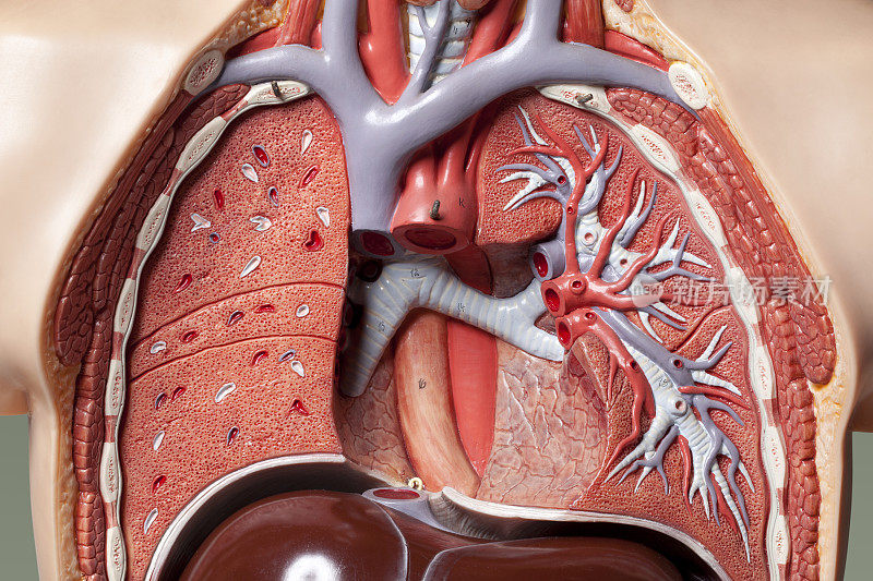人体解剖学的模型。肺系统。