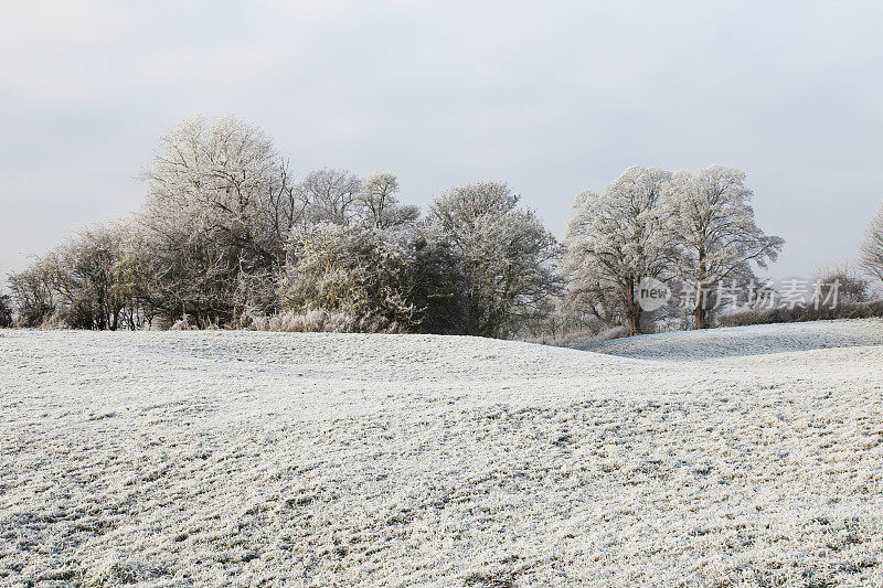 结霜的田野和树木