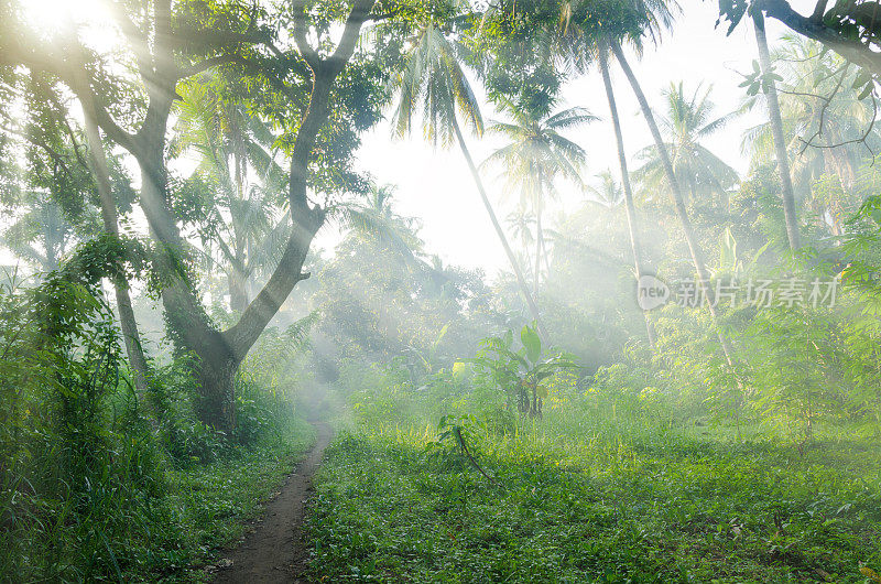 日出晨雾中的热带棕榈树