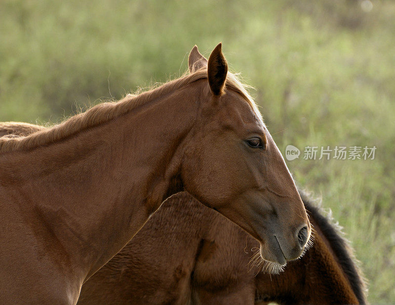 Chestnut玛丽