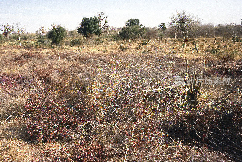 西非布吉纳法索萨赫勒地区的丛林砍伐、刀耕火种的农业