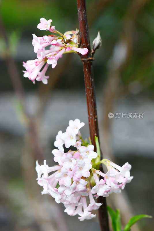 冬天雪球(荚莲属的植物)