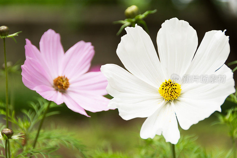 两朵宇宙花，粉红色和白色。