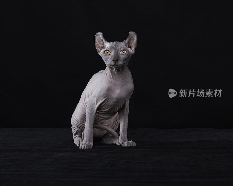 Sphynx猫