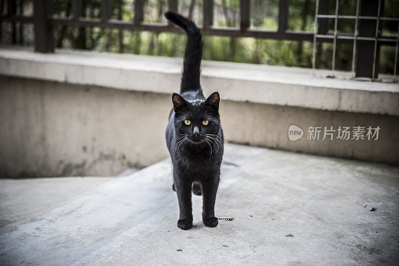 黑猫特写