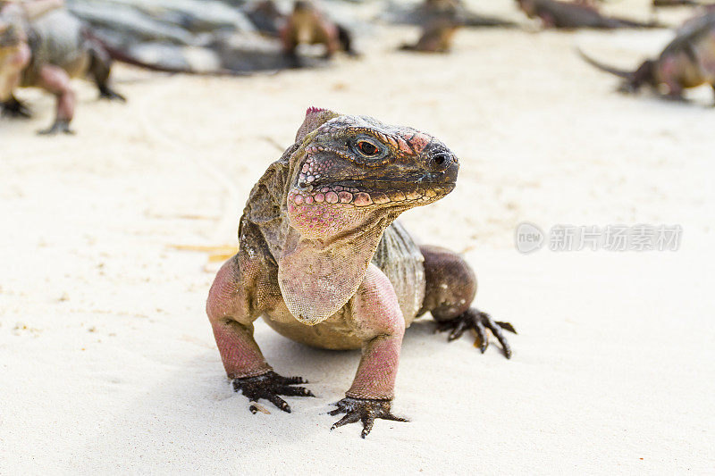 巴哈马海滩上的鬣蜥肖像
