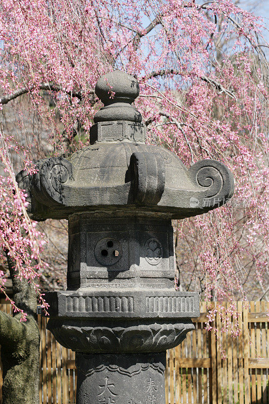 日本神道教灯笼和樱花在春天植物园