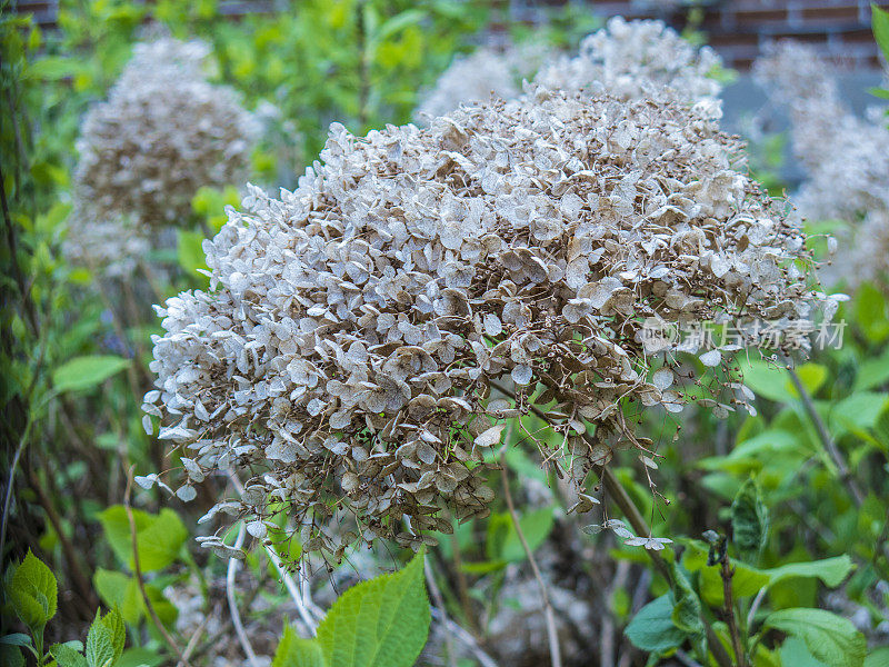 去年的花，今年的新叶