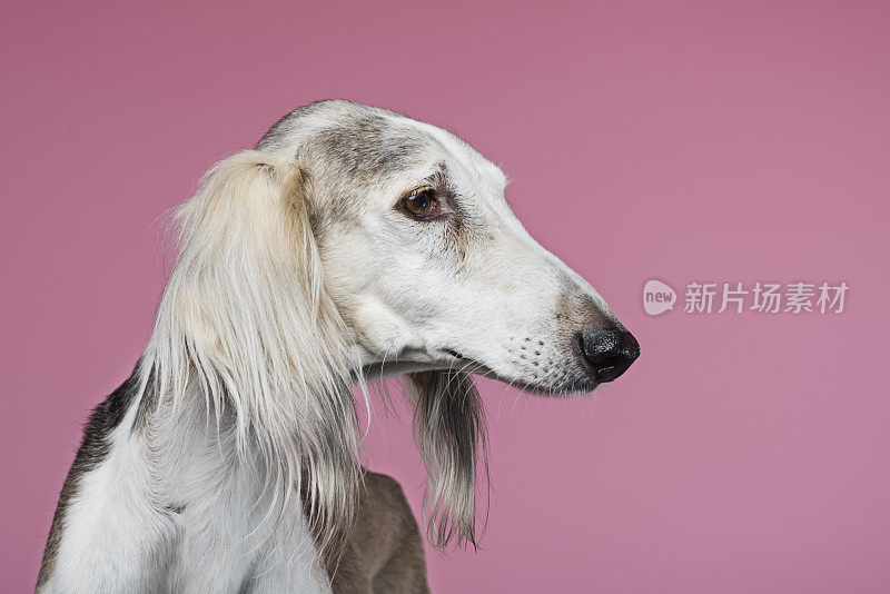 一个优雅的萨卢基阿拉伯猎犬的特写肖像