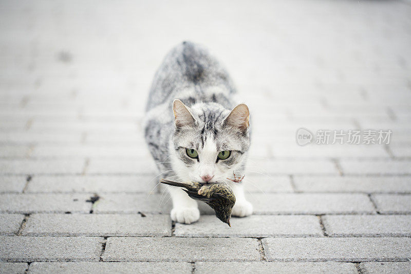 虎斑猫坐在嘴里叼着一只鸟