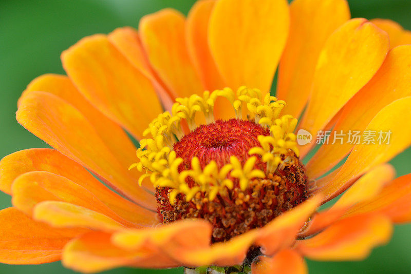 Zinnia在宏观