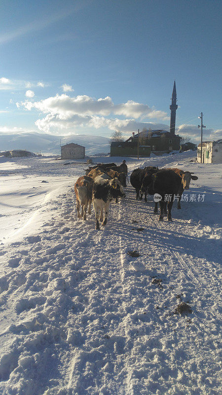 土耳其卡尔斯清真寺前的奶牛