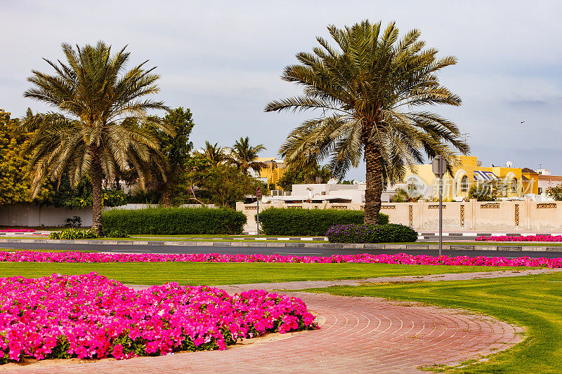 阿联酋迪拜——路边有矮牵牛花和椰枣。