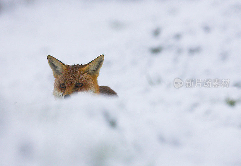 雪地里的红狐狸